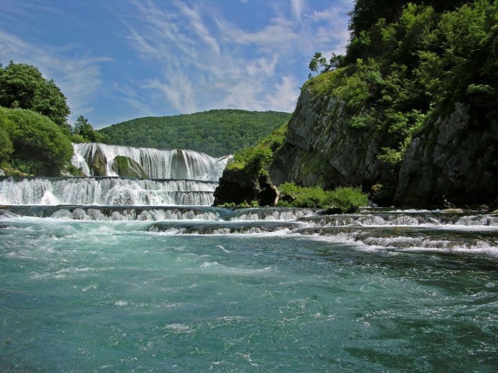 Kostelski buk